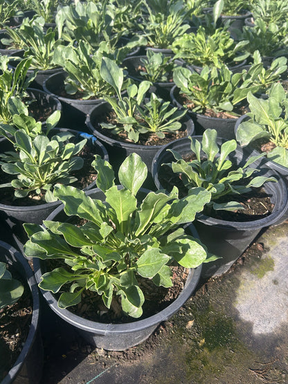 Firecracker Penstemon