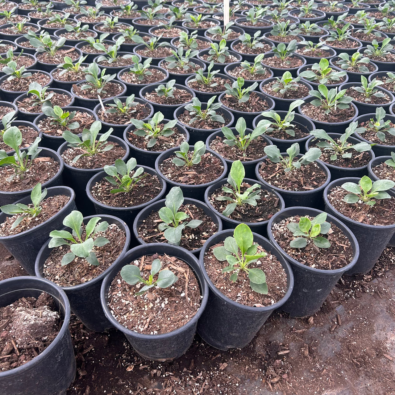 Firecracker Penstemon 1 gallon
