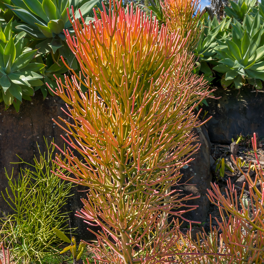 Firestick Euphorbia