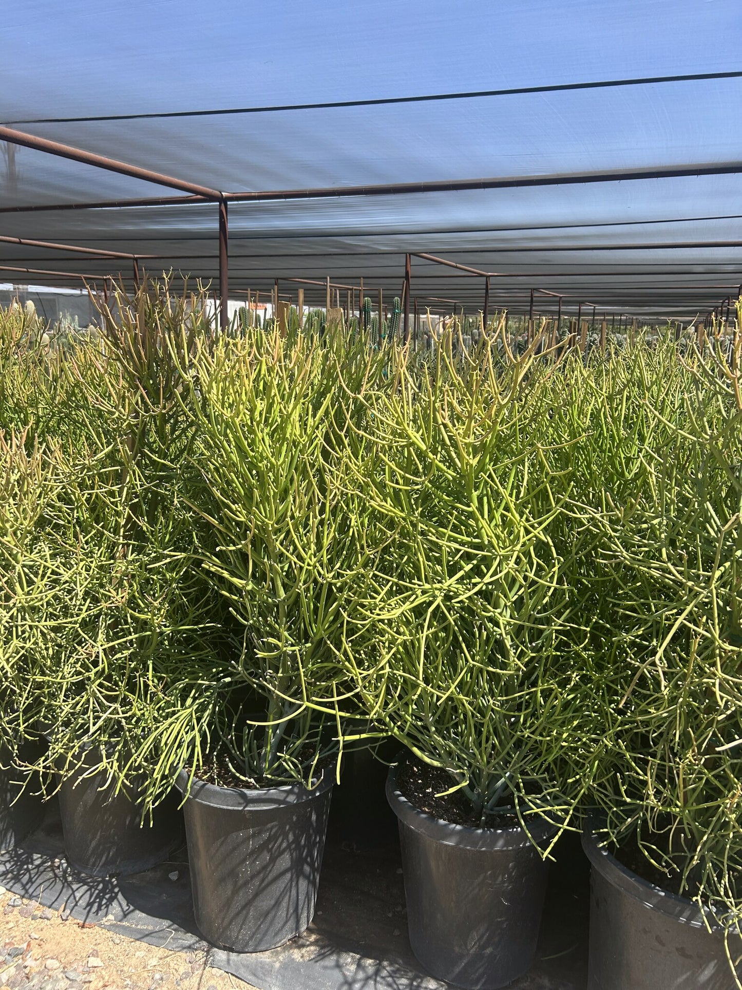 Firestick Euphorbia 10/15 Gallon