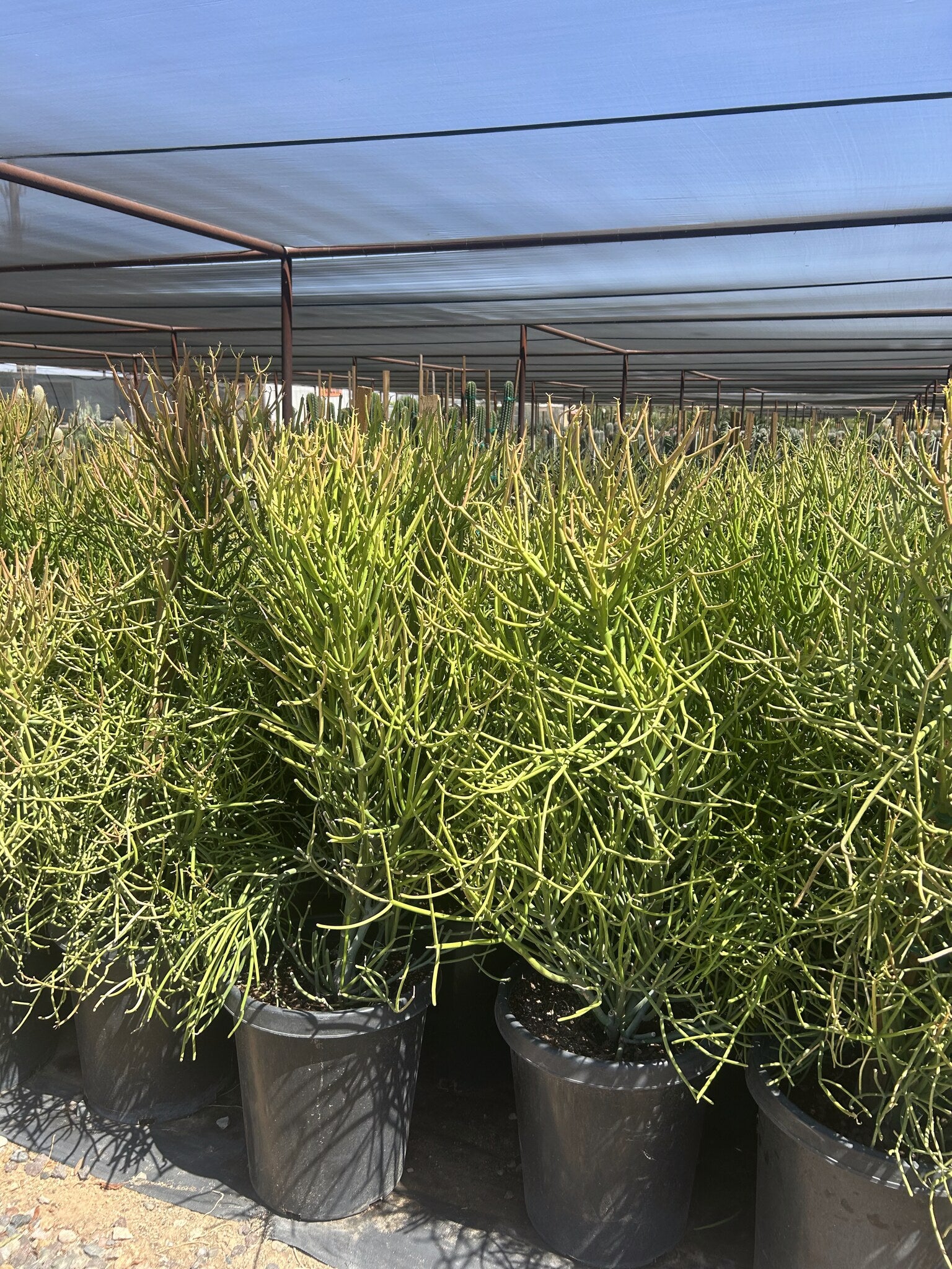 Firestick Euphorbia 10/15 Gallon