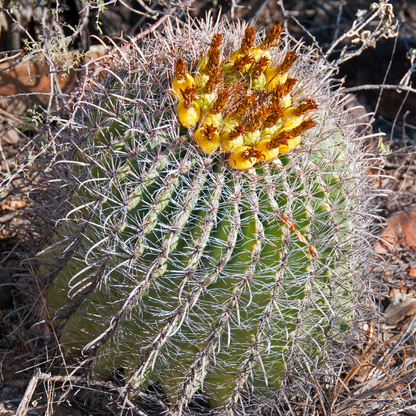 Buy Fishhook Barrel Cactus Phoenix, AZ | F. wislizeni