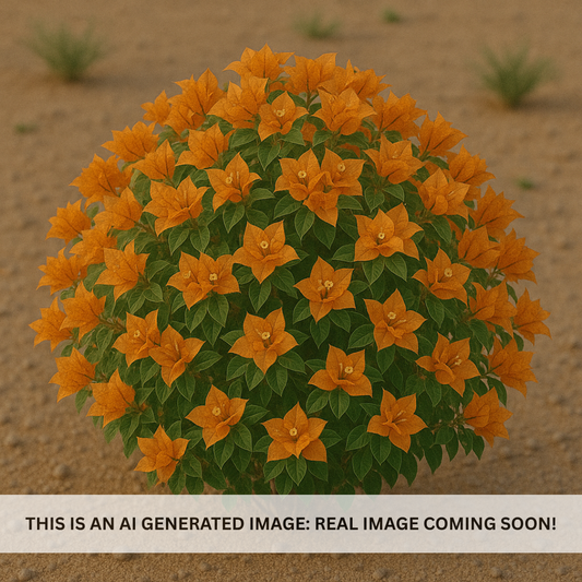 Flame Bougainvillea