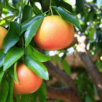 Flame Grapefruit (Citrus paradisi) with ripe fruit on tree — Phoenix, AZ