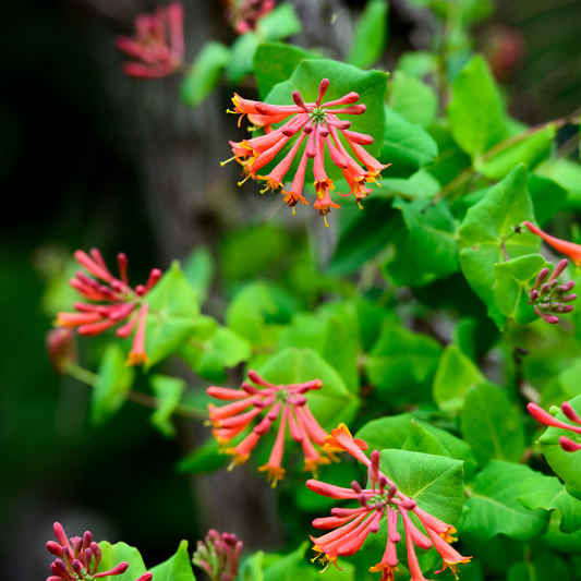 Flame Honeysuckle