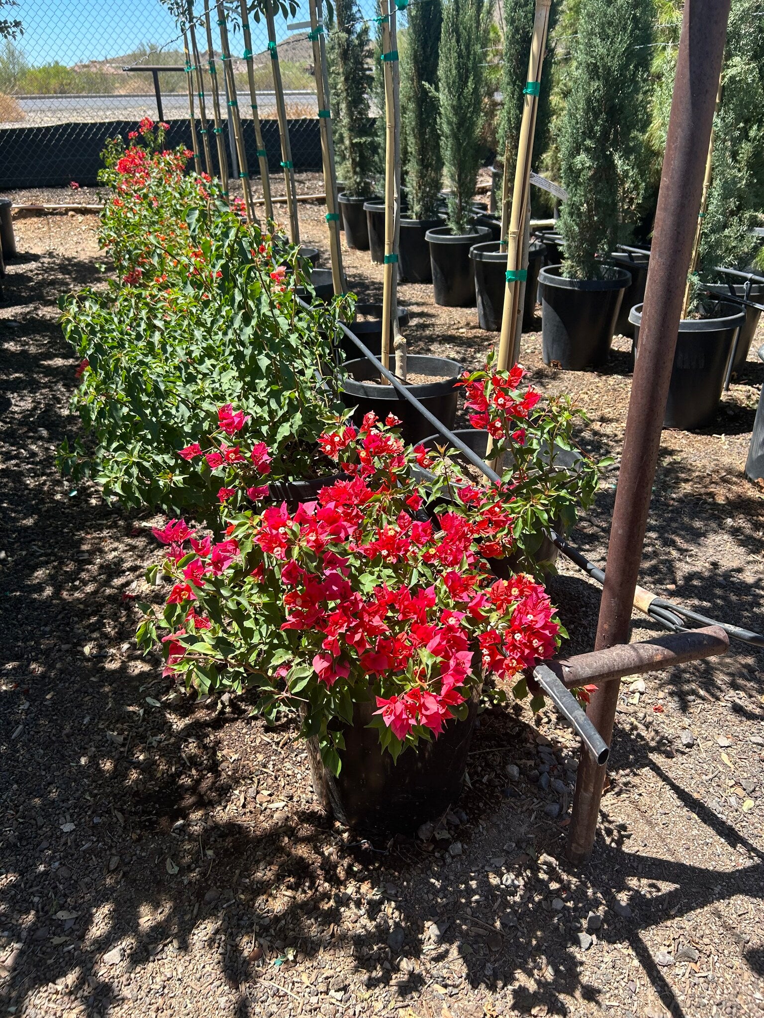 Flame Bougainvillea - 10/15 Gallon