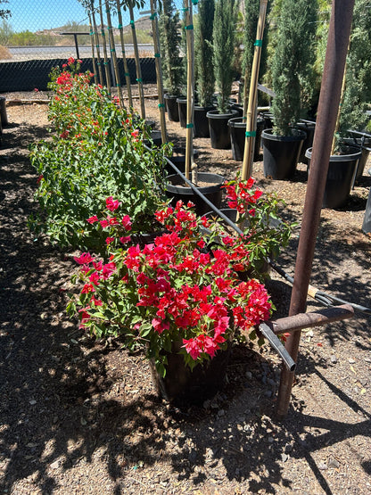 Flame Bougainvillea - 10/15 Gallon