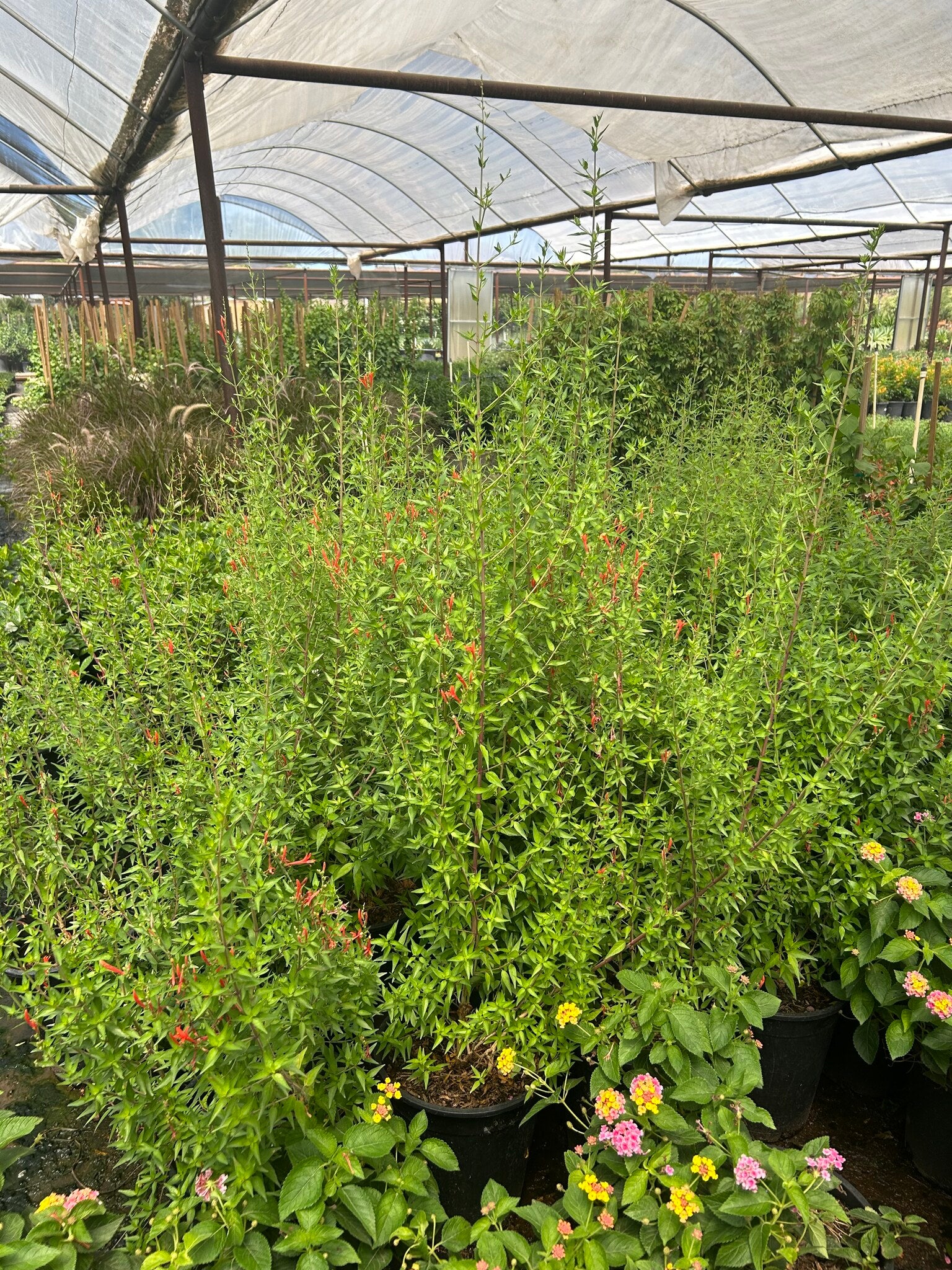 Flame Honeysuckle