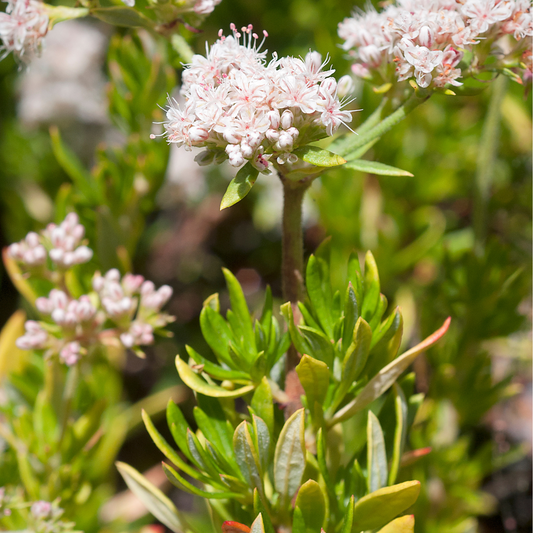 Flattop Buckwheat