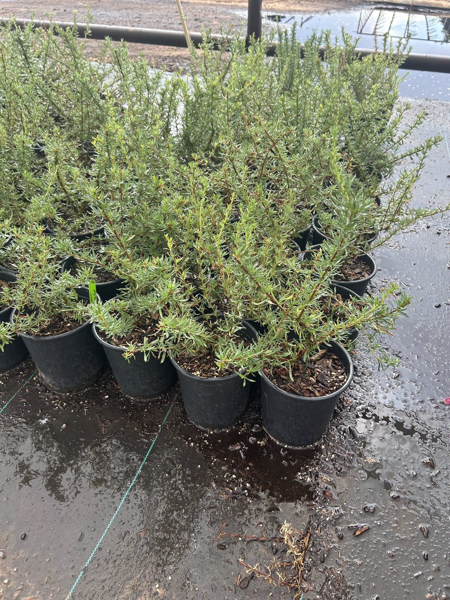 Flattop Buckwheat - 1 Gallon