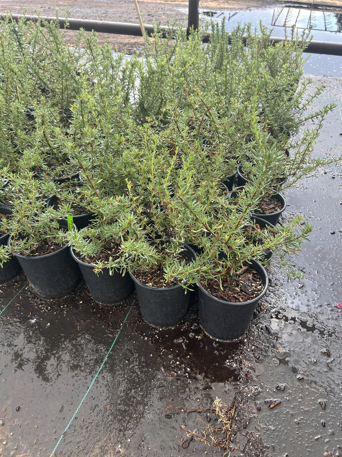 Flattop Buckwheat - 1 Gallon