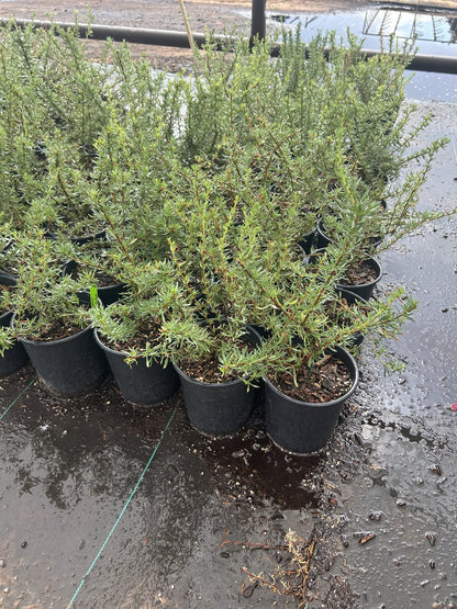 Flattop Buckwheat - 1 Gallon