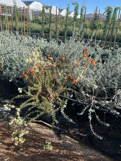 Flattop Buckwheat
