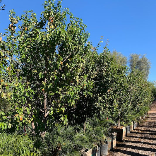 Evergreen Pear