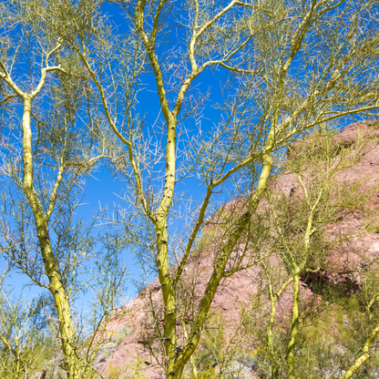 Foothill Palo Verde (Parkinsonia microphylla) with yellow-green bark against rocky hillside — Phoenix, AZ