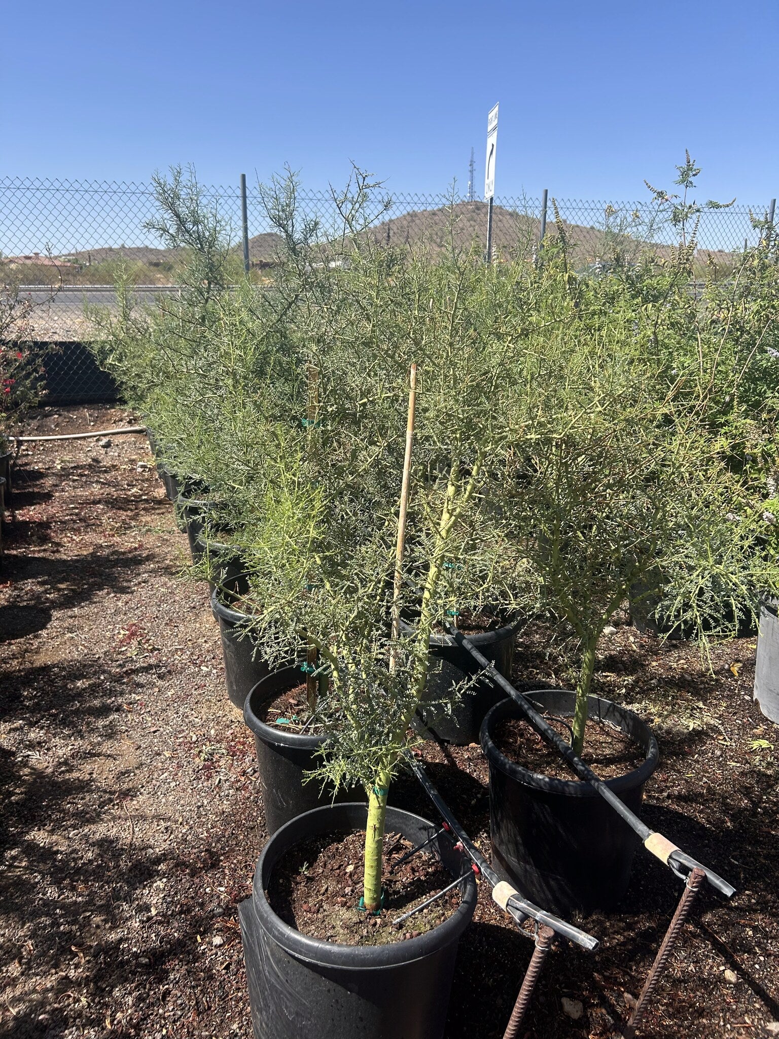 Foothill Palo Verde 10/15 Gallon
