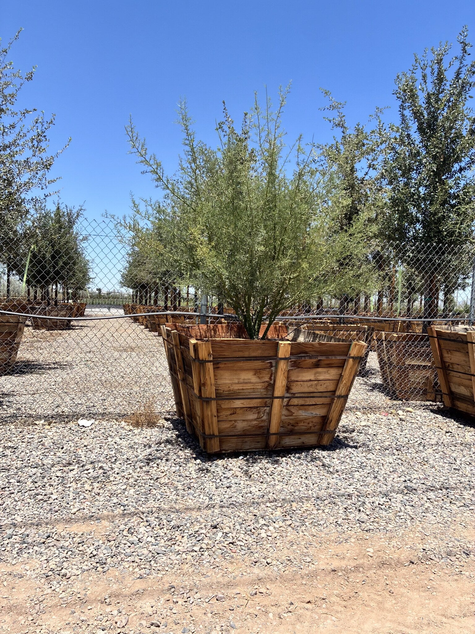 Foothill Palo Verde 48" Box