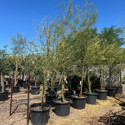 25 gallon Foothills Palo Brea (Parkinsonia praecox) in nursery pot — Phoenix, AZ