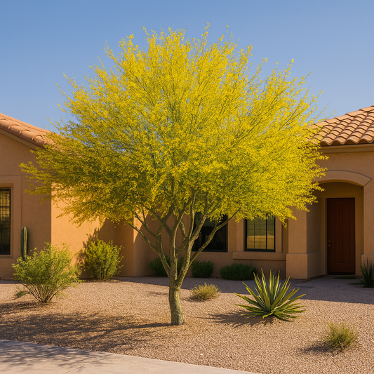 Foothills Palo Brea CCF