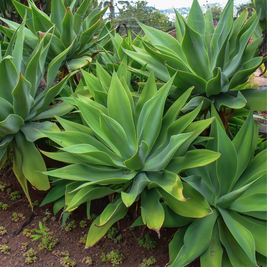 Foxtail Agave