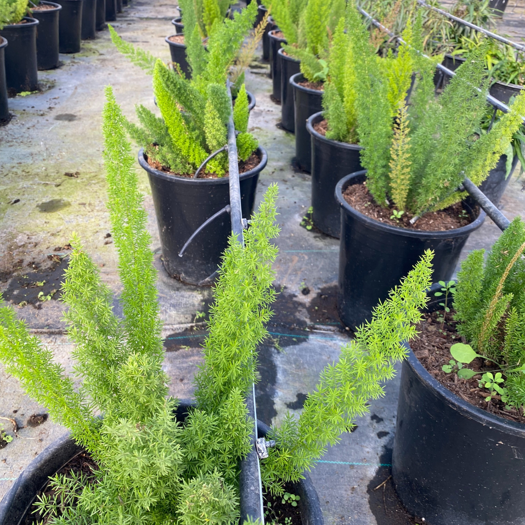 fox & fern plant pot Buy Foxtail Fern Phoenix, AZ | Asparagus densiflorus