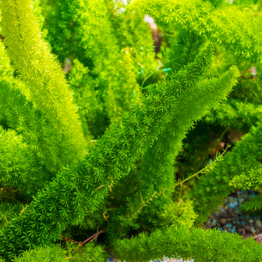 Foxtail Fern