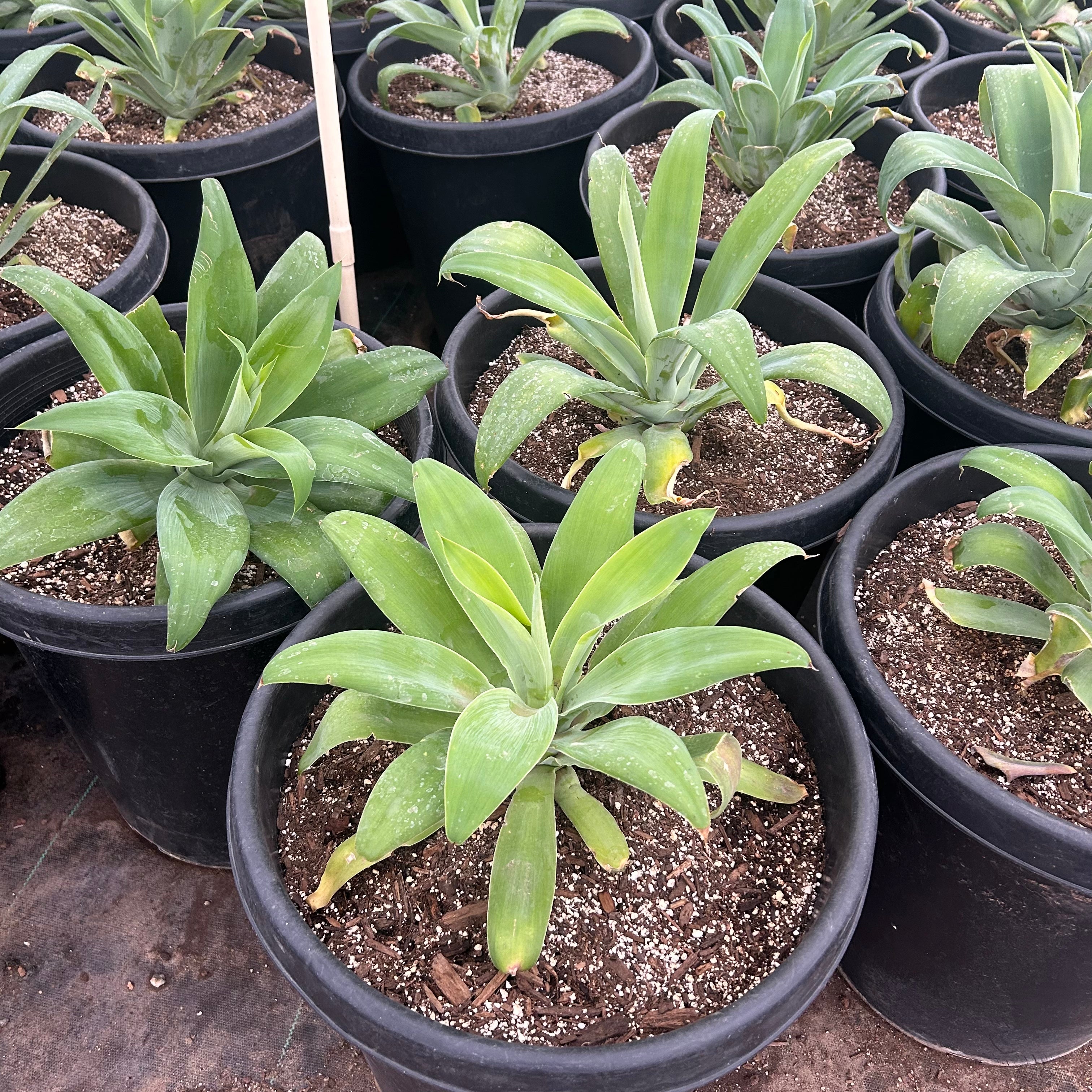 Buy Foxtail Agave Phoenix, AZ | Agave attenuata | Three Timbers