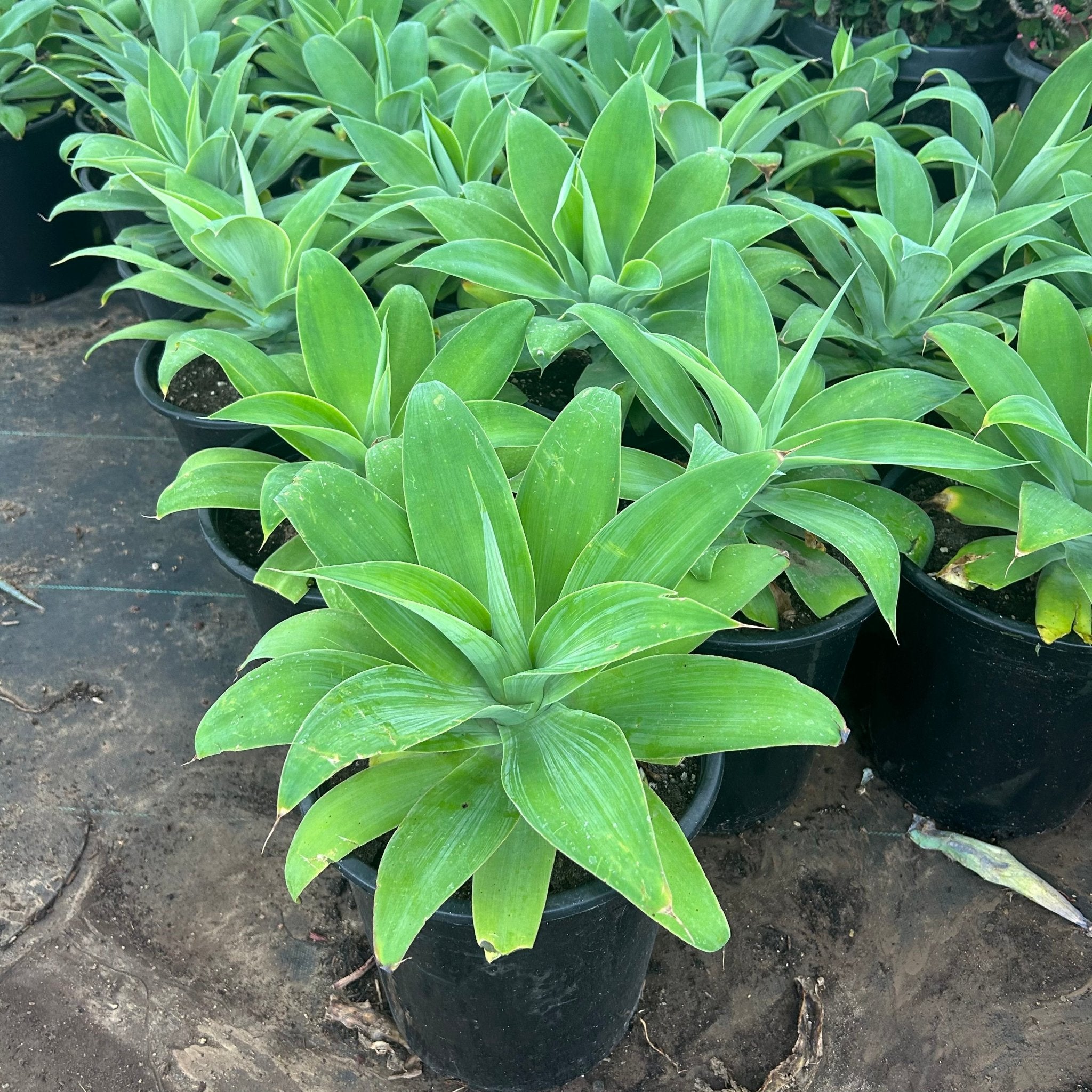 Buy Foxtail Agave Phoenix, AZ | Agave attenuata | Three Timbers