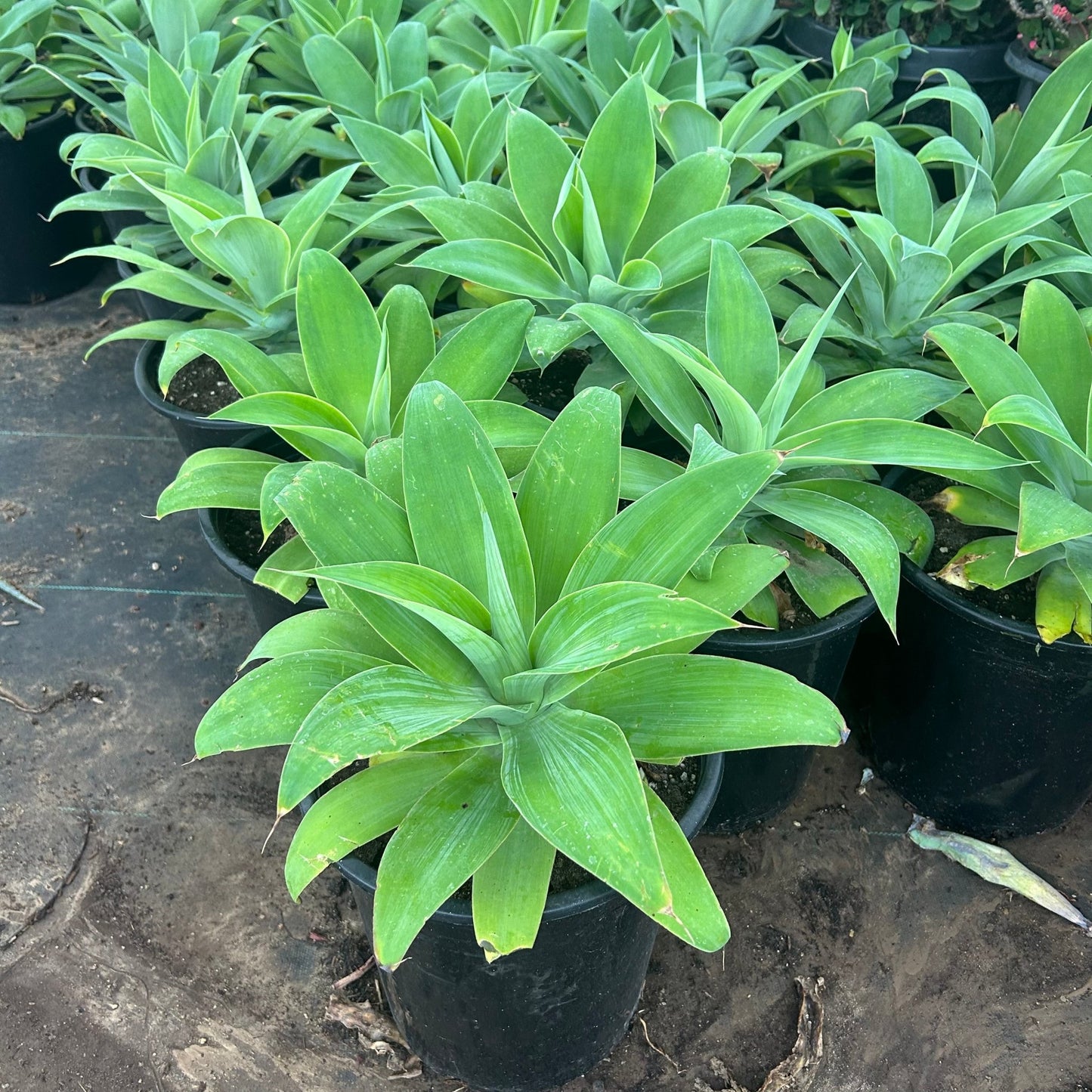 5 gallon Foxtail Agave (Agave attenuata) in nursery pot — Phoenix, AZ