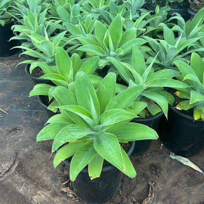 5 gallon Foxtail Agave (Agave attenuata) in nursery pot — Phoenix, AZ