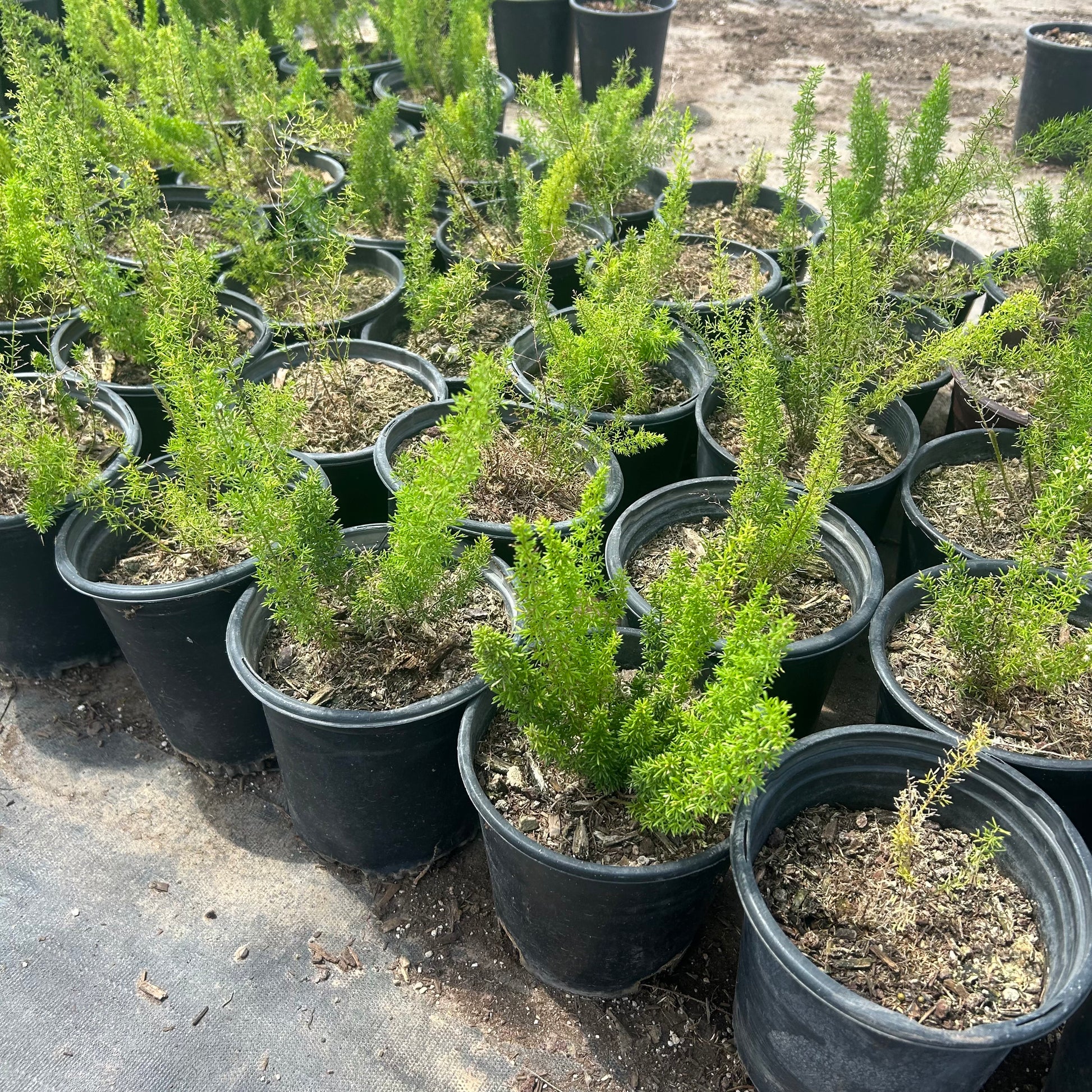 Buy Foxtail Fern Phoenix, AZ | Asparagus densiflorus
