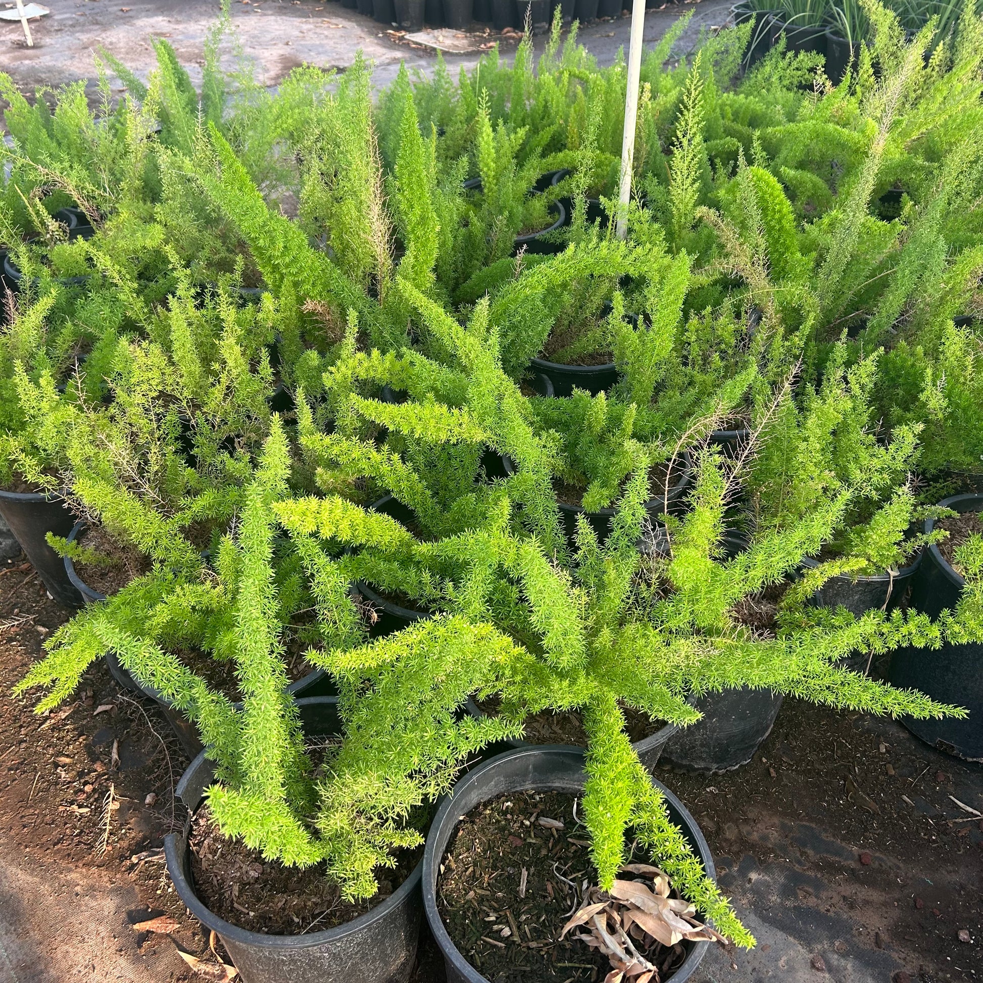 Buy Foxtail Fern Phoenix, AZ | Asparagus densiflorus