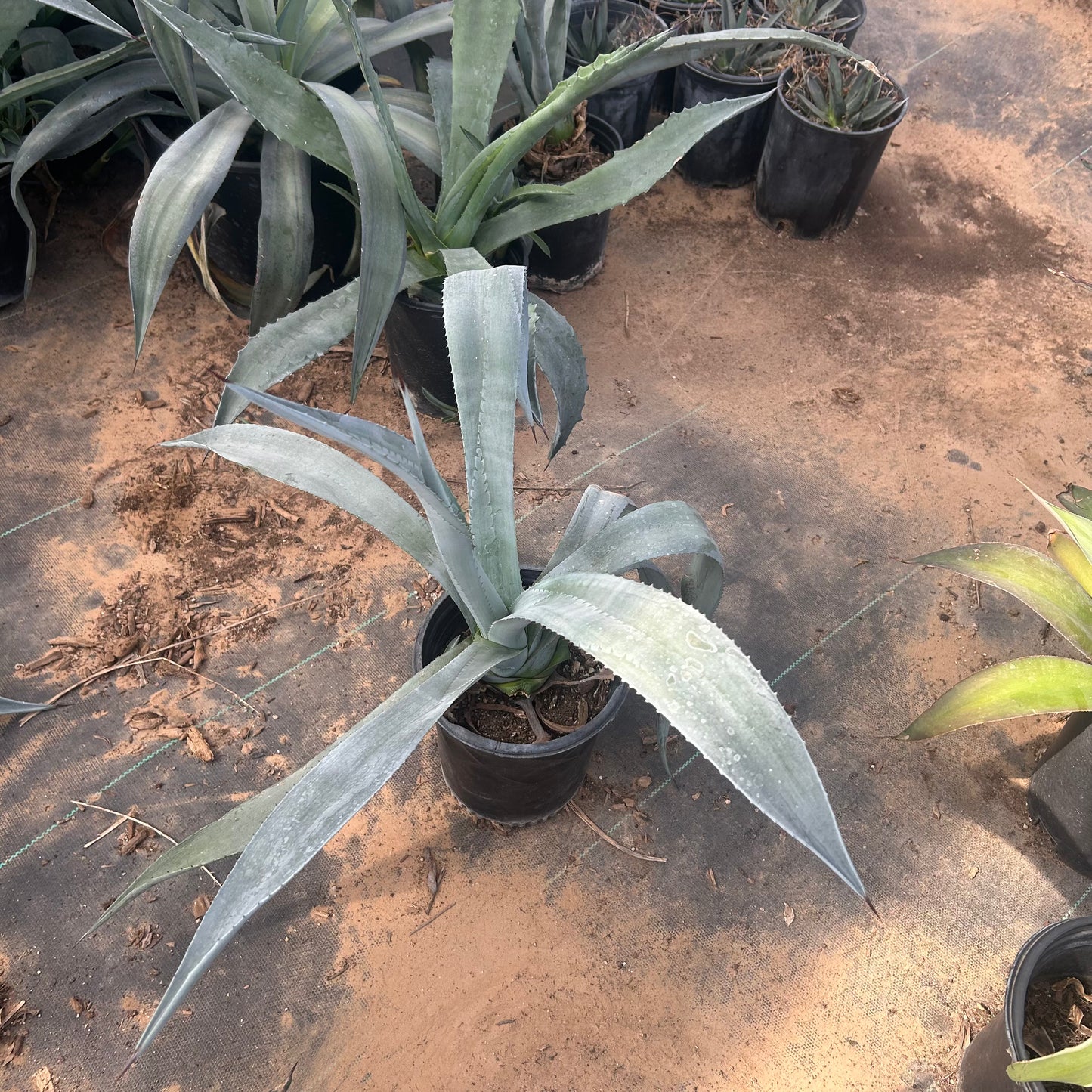 1 gallon Franzosini Agave (Agave franzosini) in nursery pot — Phoenix, AZ