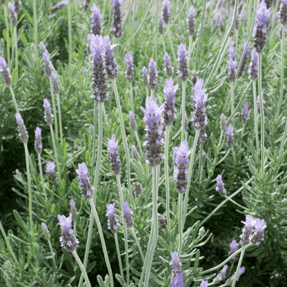 French Lavender (Lavandula stoechas) with purple rabbit-ear flower bracts — Phoenix, AZ