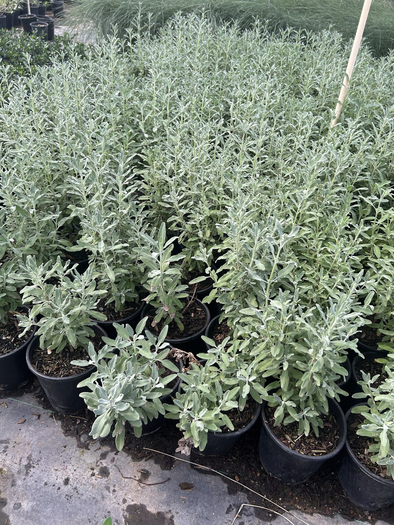 Lavandeページ Buy French Lavender Phoenix, AZ | Lavandula stoechas | Three