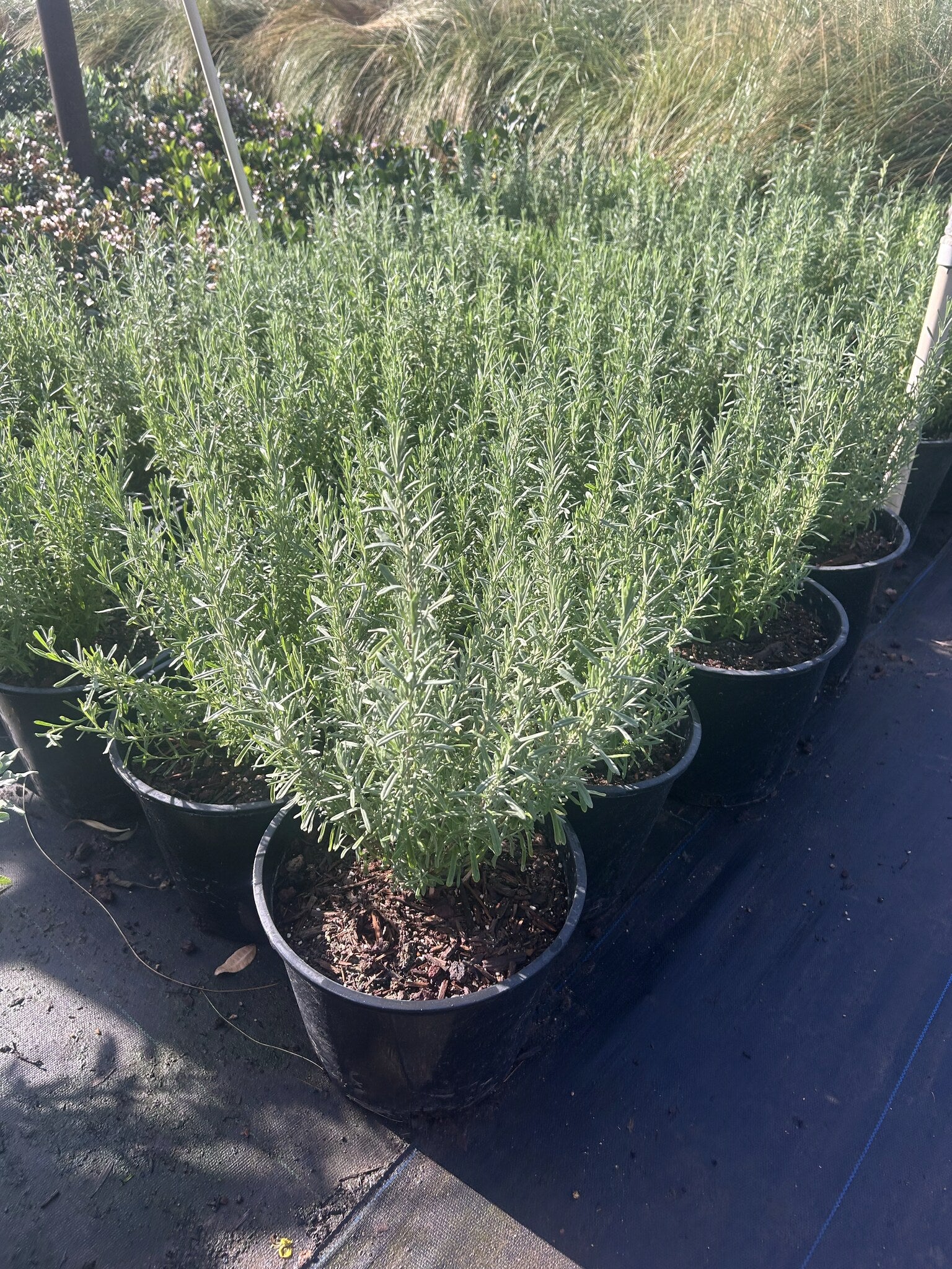 French Lavender - 3/5 Gallon