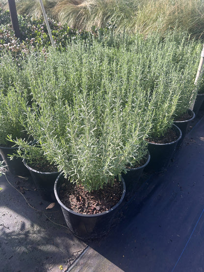 French Lavender - 3/5 Gallon
