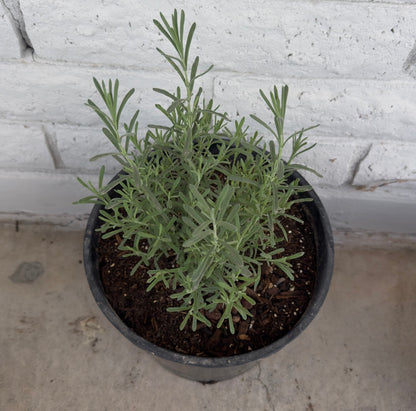 Buy Spanish Lavender Phoenix, AZ | Lavandula stoechas