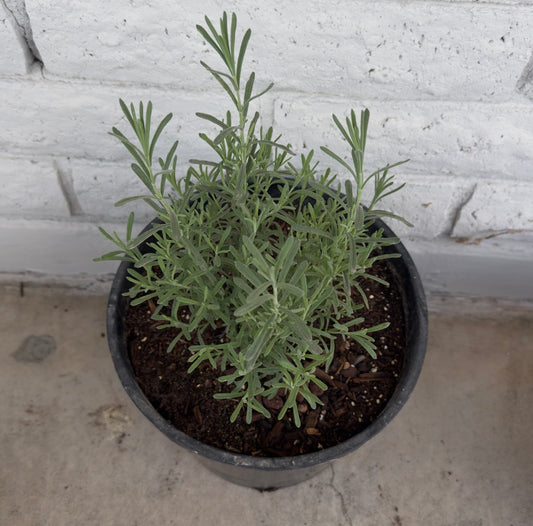 Spanish Lavender