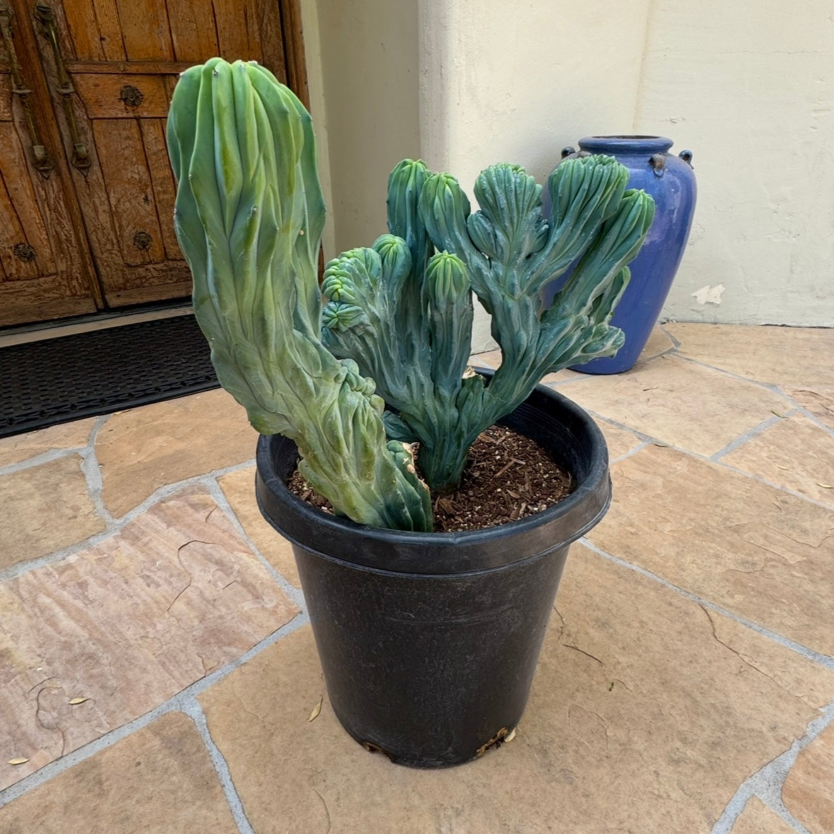 Crested Blue Myrtle