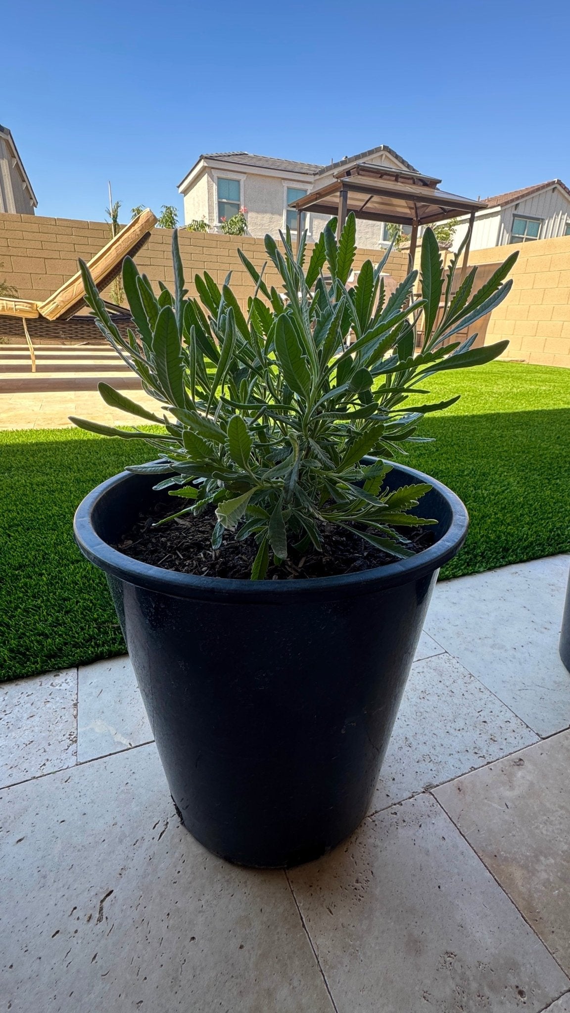 French Lavender