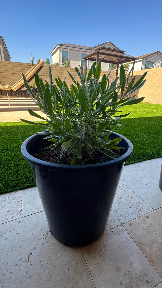 French Lavender