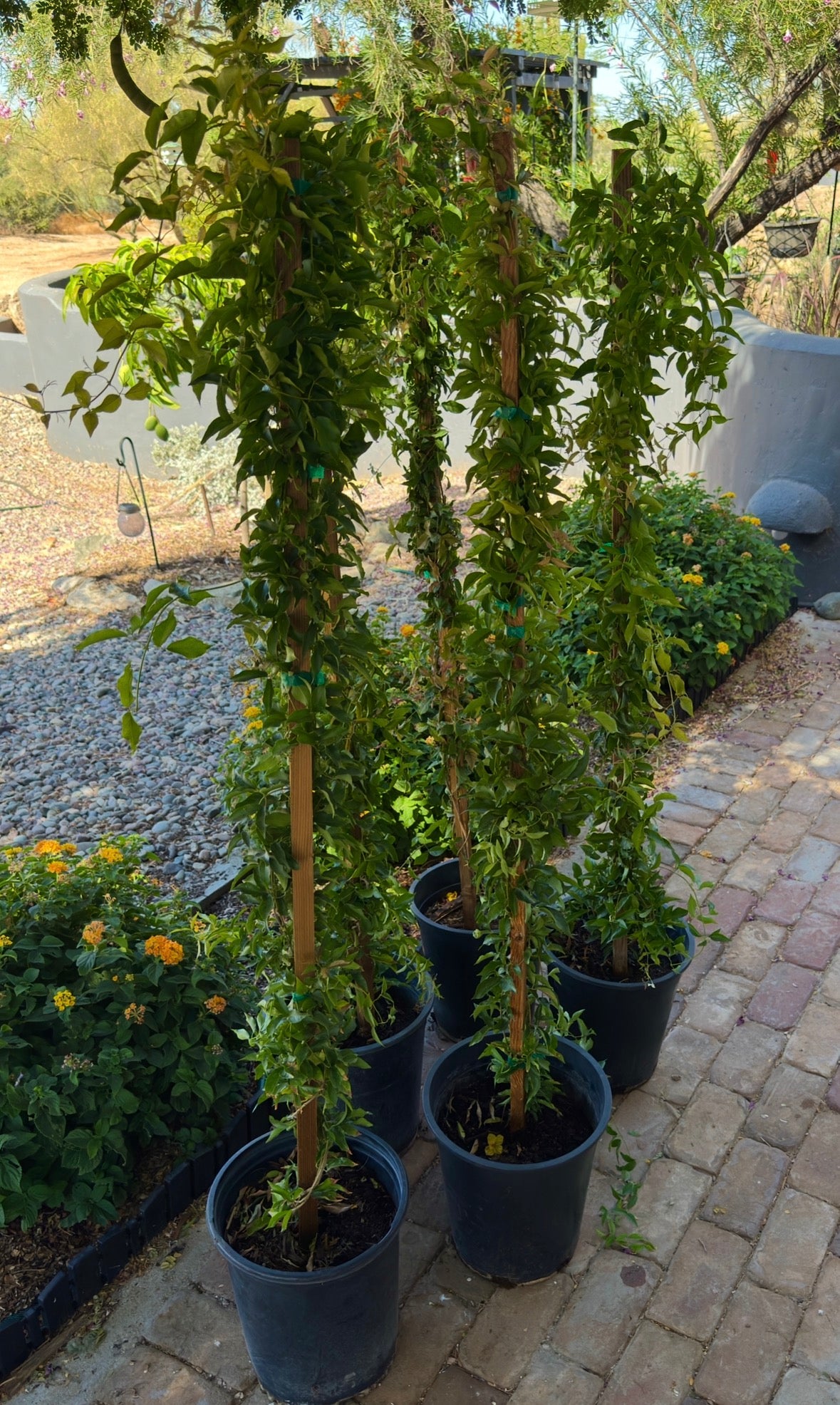 Cat Claw Vine