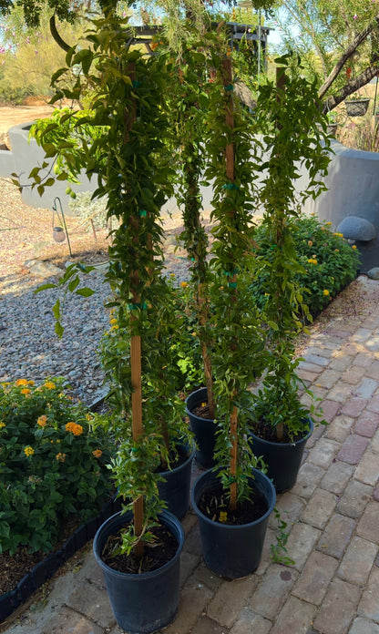 Cat Claw Vine