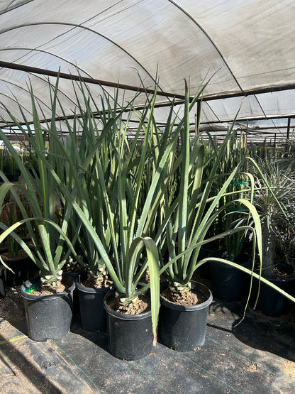 Furcraea macdougalii