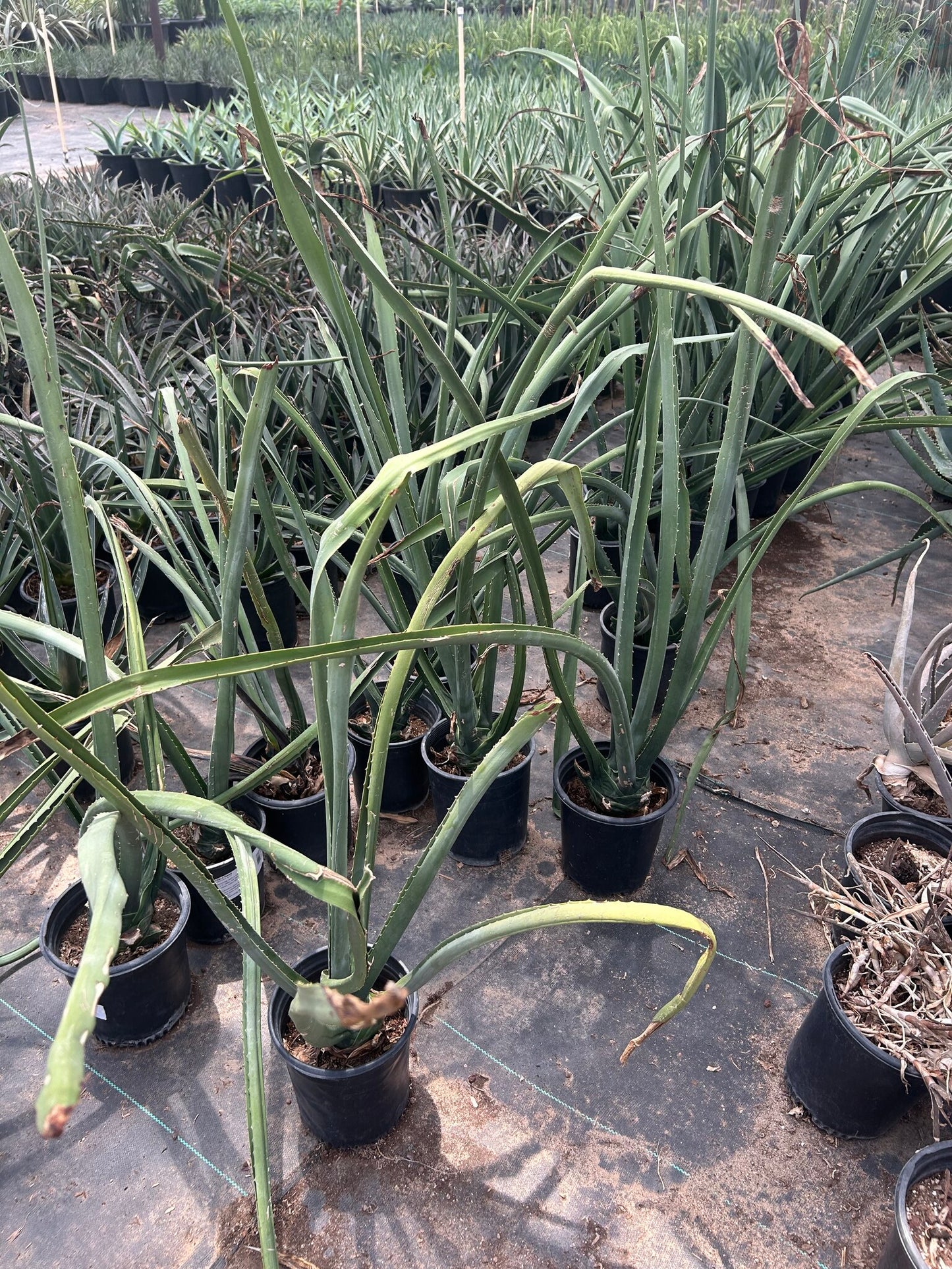Furcraea macdougalii