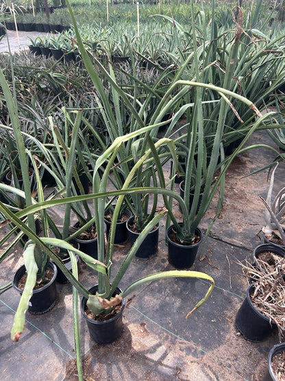 Furcraea macdougalii