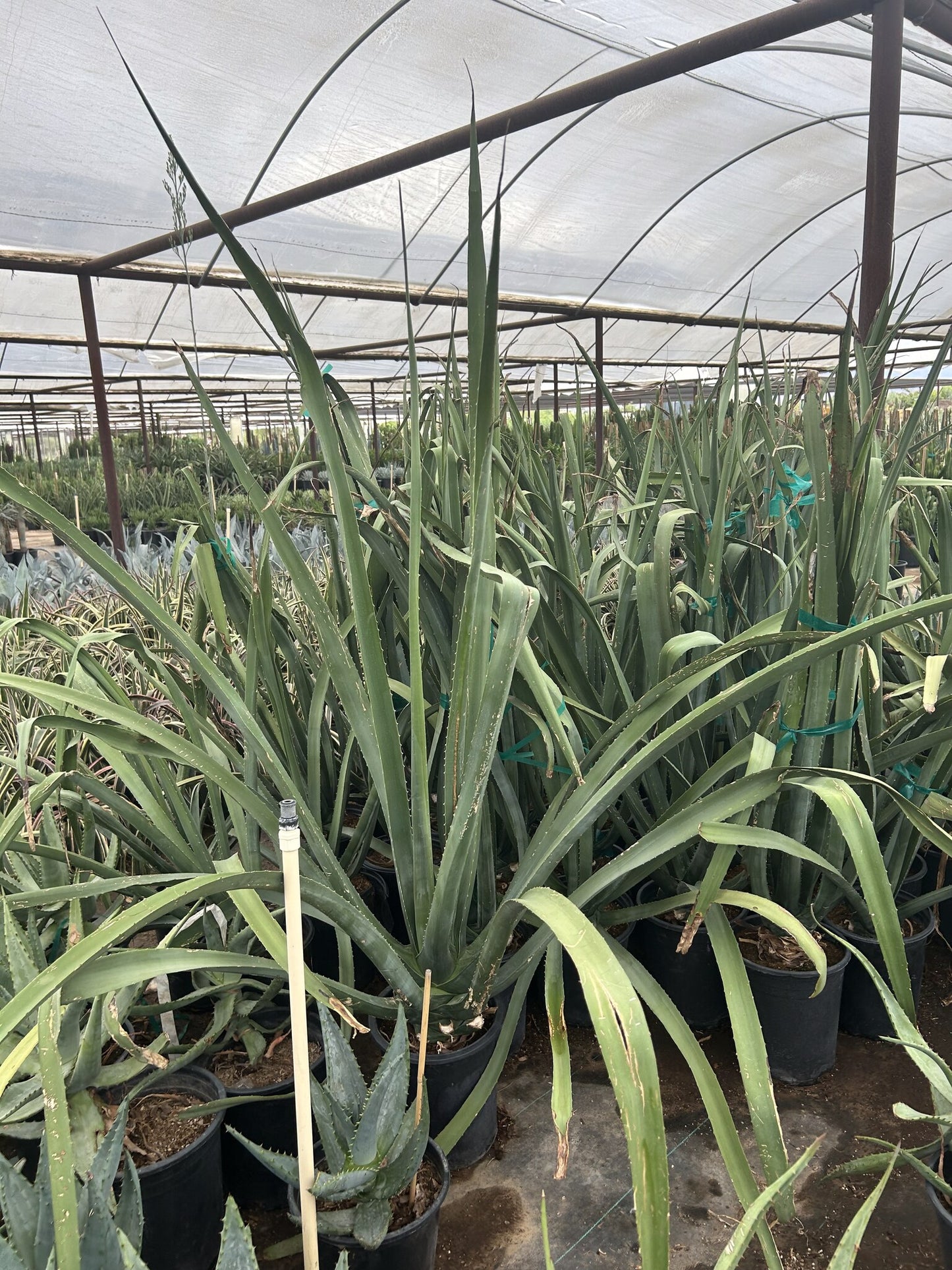 Furcraea macdougalii - 3/5 Gallon