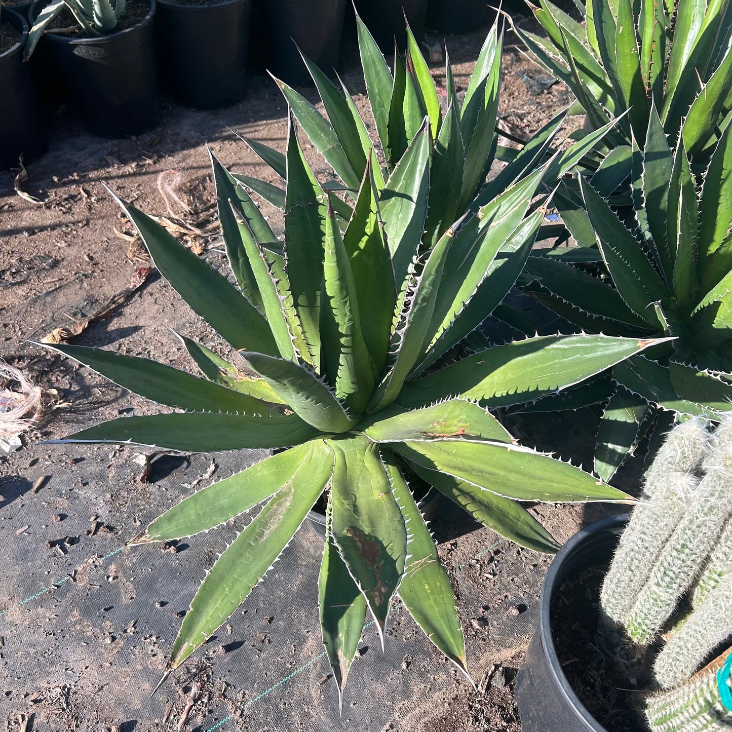 5 gallon Garcia Mendoza Agave (Agave garcia-mendozae) in nursery pot — Phoenix, AZ
