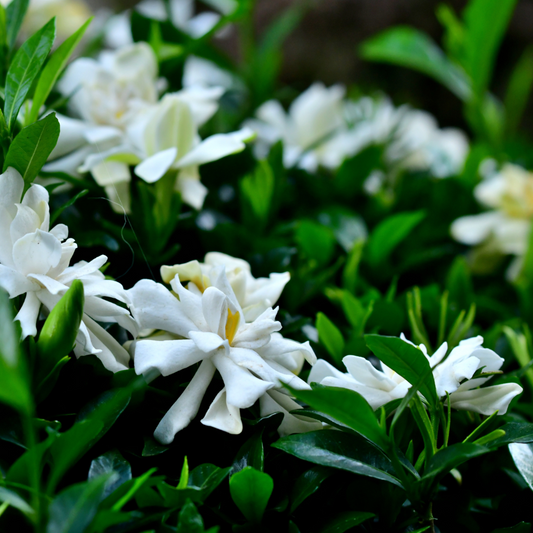 Gardenia